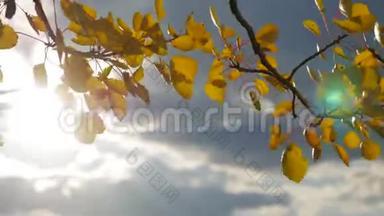 黄色的白杨<strong>阳光</strong>在蓝天背景下离去。 树叶，美丽的<strong>阳光</strong>，森林，<strong>阳光</strong>，秋景